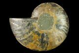 Agatized Ammonite Fossil (Half) - Madagascar #139687-1
